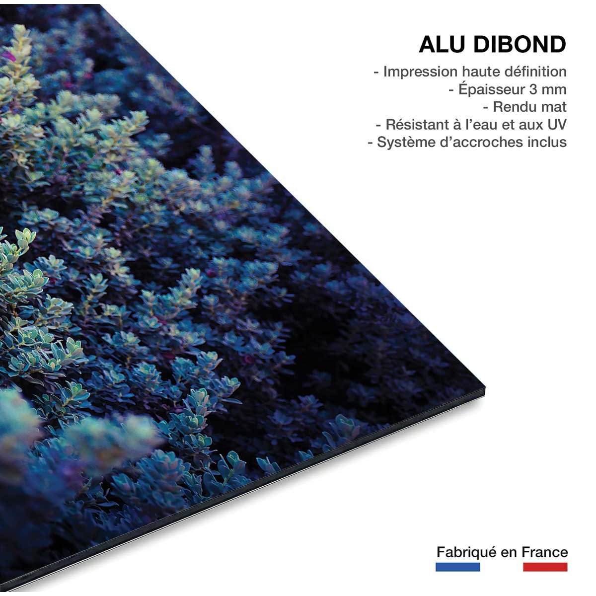Tableau macro plante grasse collector tableau alu dibond, HEXOA