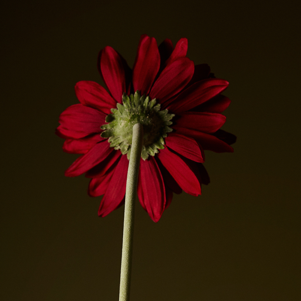 Tige de gerbera artificielle H59 rouge, SIA DECO