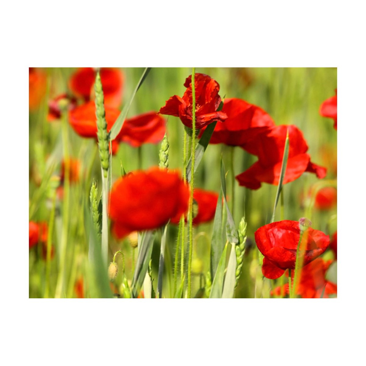 Papier peint intissé panoramique Fleurs Coquelicots dans le champ de blé rouge, EDEN