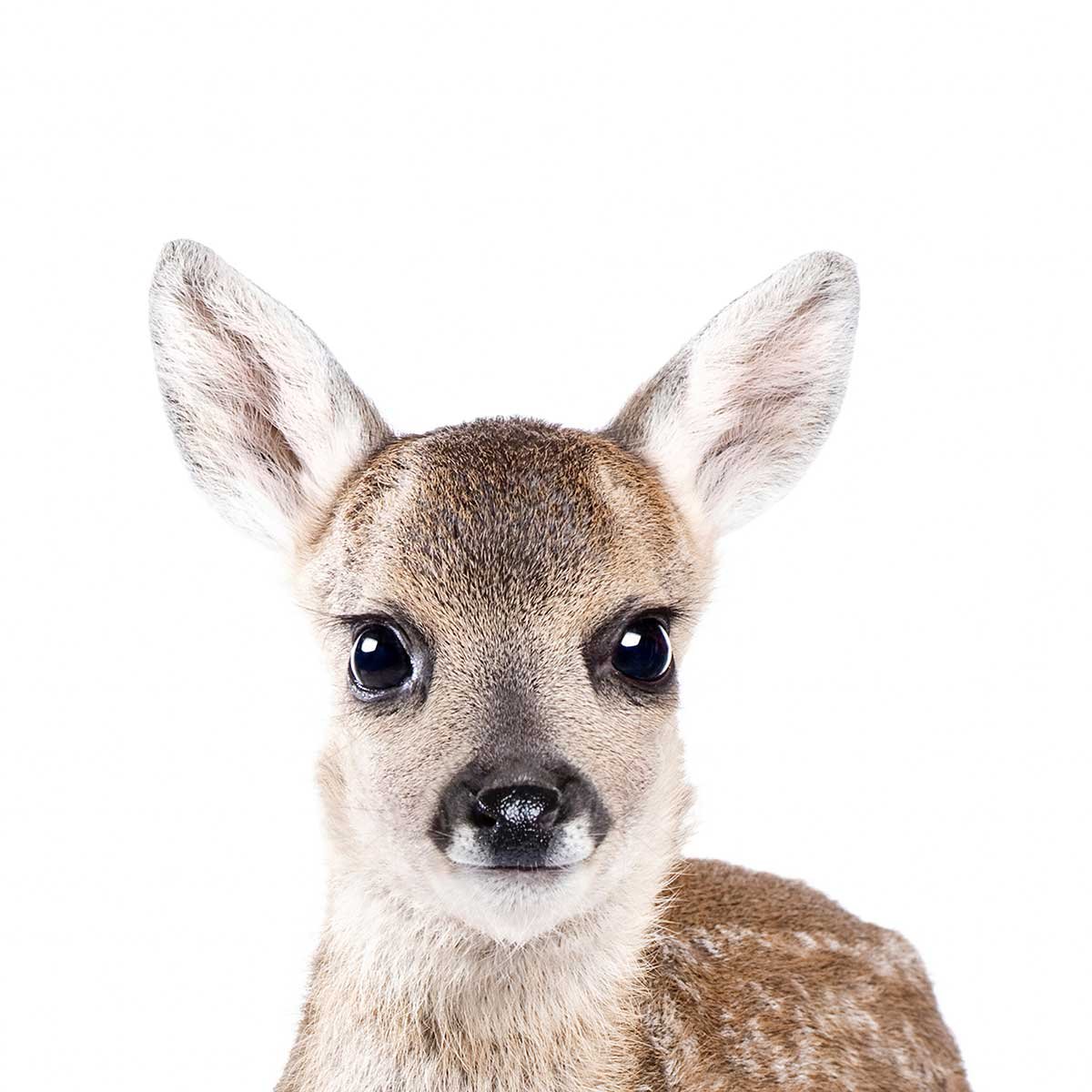 Affiche enfant bébé biche affiche seule, HEXOA