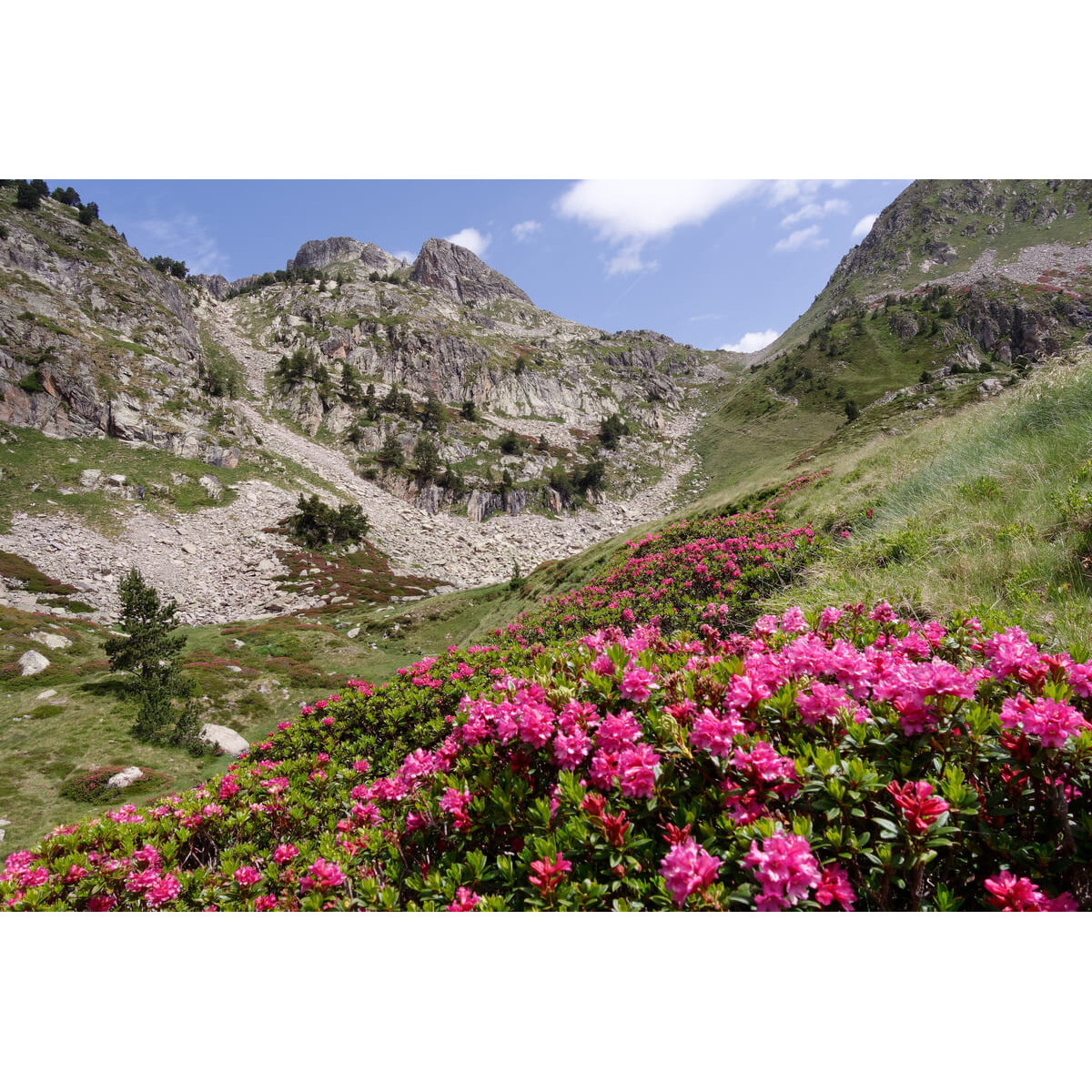 Tableau Mural Flore Hautes-pyrénées MONTAGNE tableaux sur toile-vert, CEANOTHE