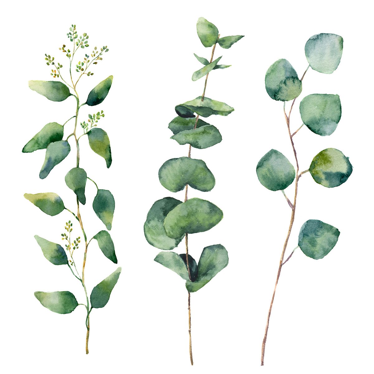 Tableau aquarelle eucalyptus tableau alu dibond, HEXOA