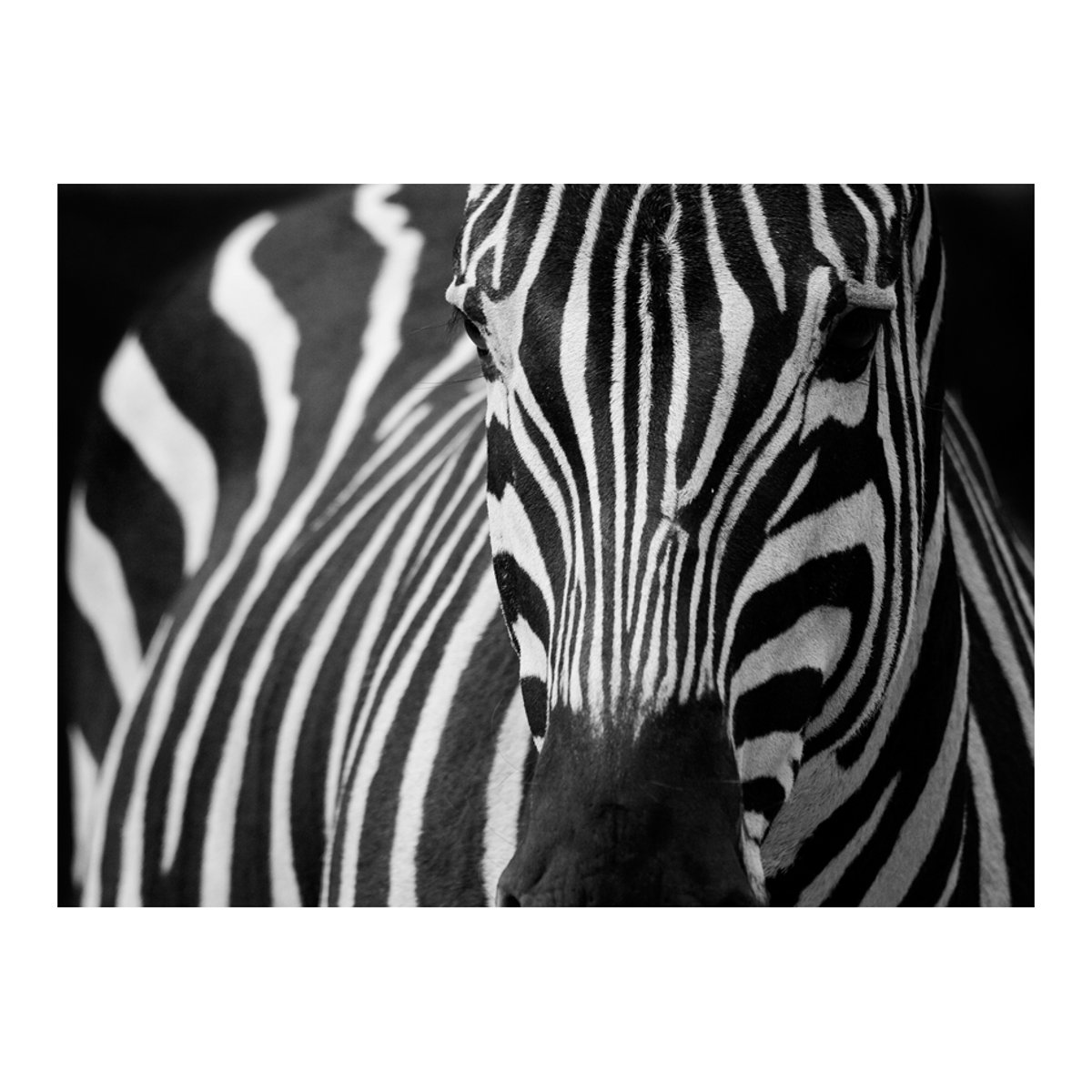 Papier peint intissé panoramique Animaux Blanc à rayures noires noir, EDEN