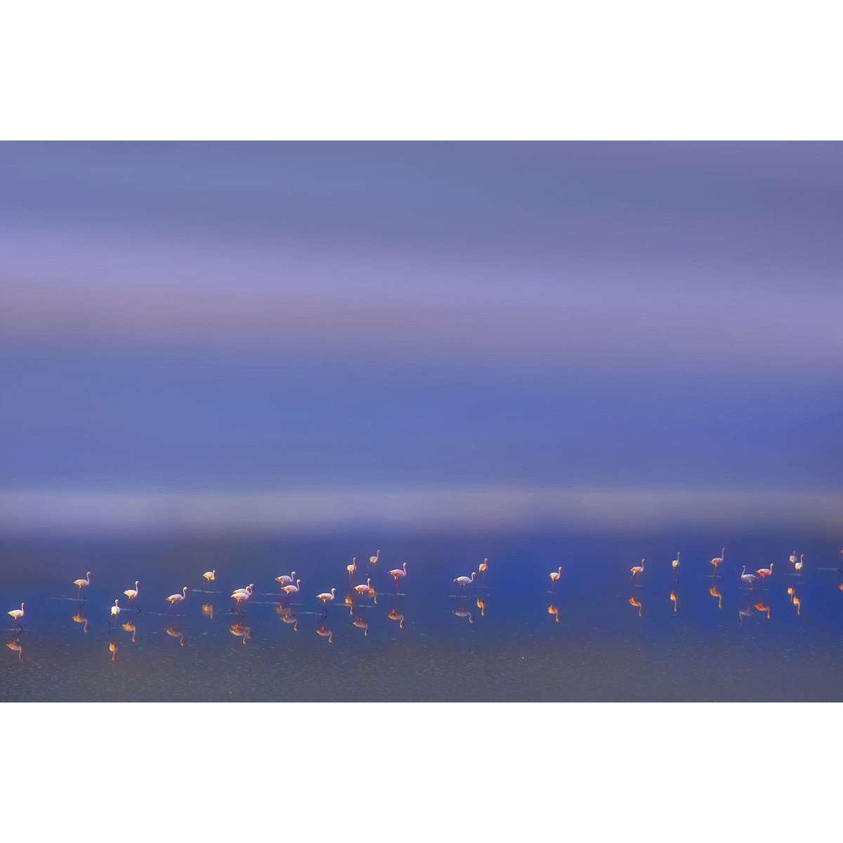 Tableau Flamants Tôt le matin tableau alu dibond, HEXOA