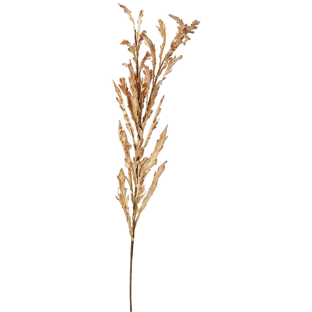 Natural Apricot Dried Flower Bunch natural, ÉDITÉ