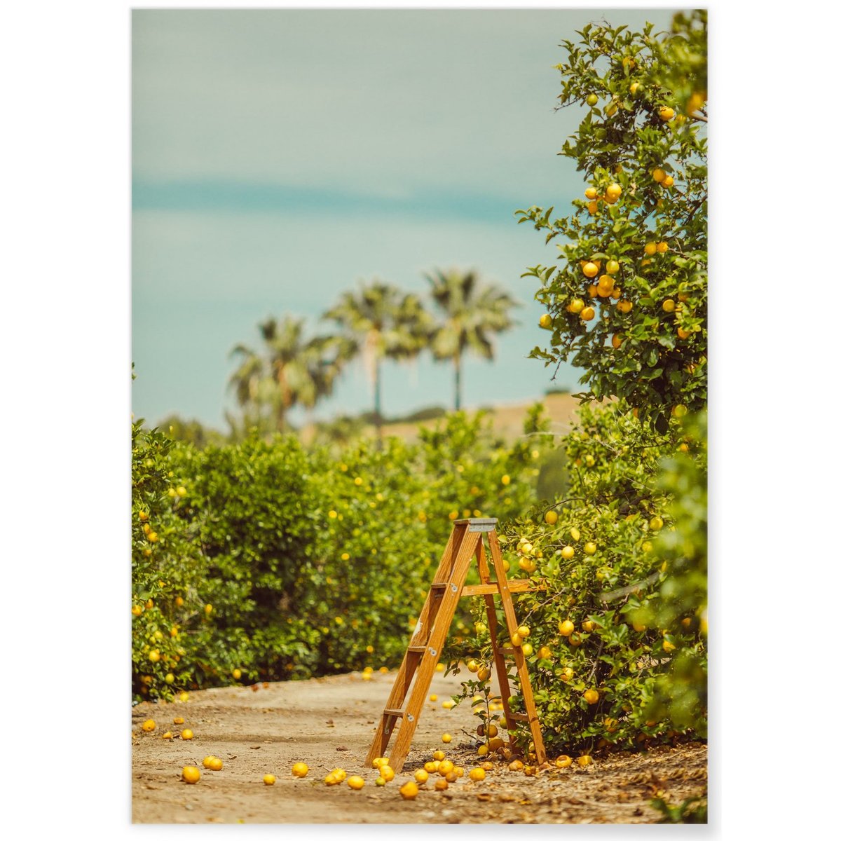 Affiche Lemon Trees blanc, L'AFFICHERIE