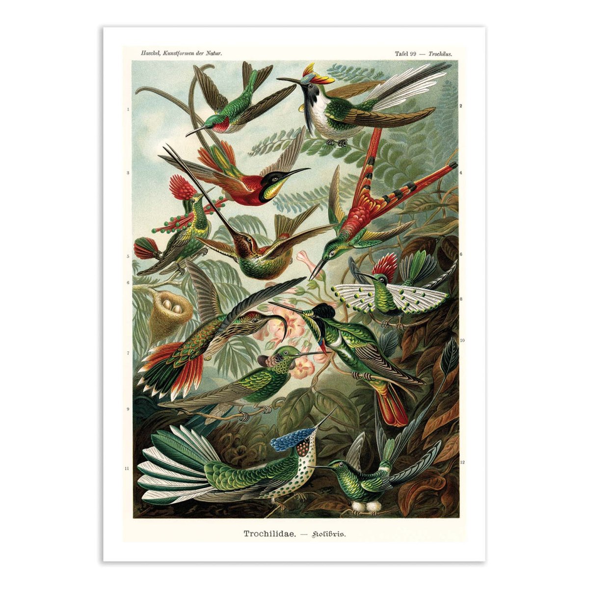Affiche d'art - Trochilidae, 1899 couleur unique, WALL EDITIONS
