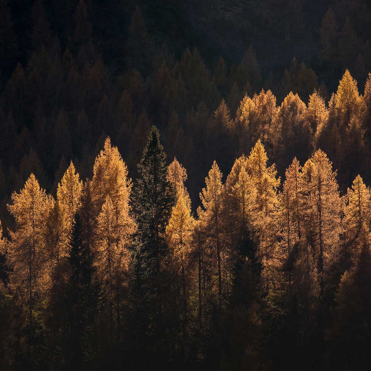 Tableau Mélèzes en automne tableau alu dibond, HEXOA