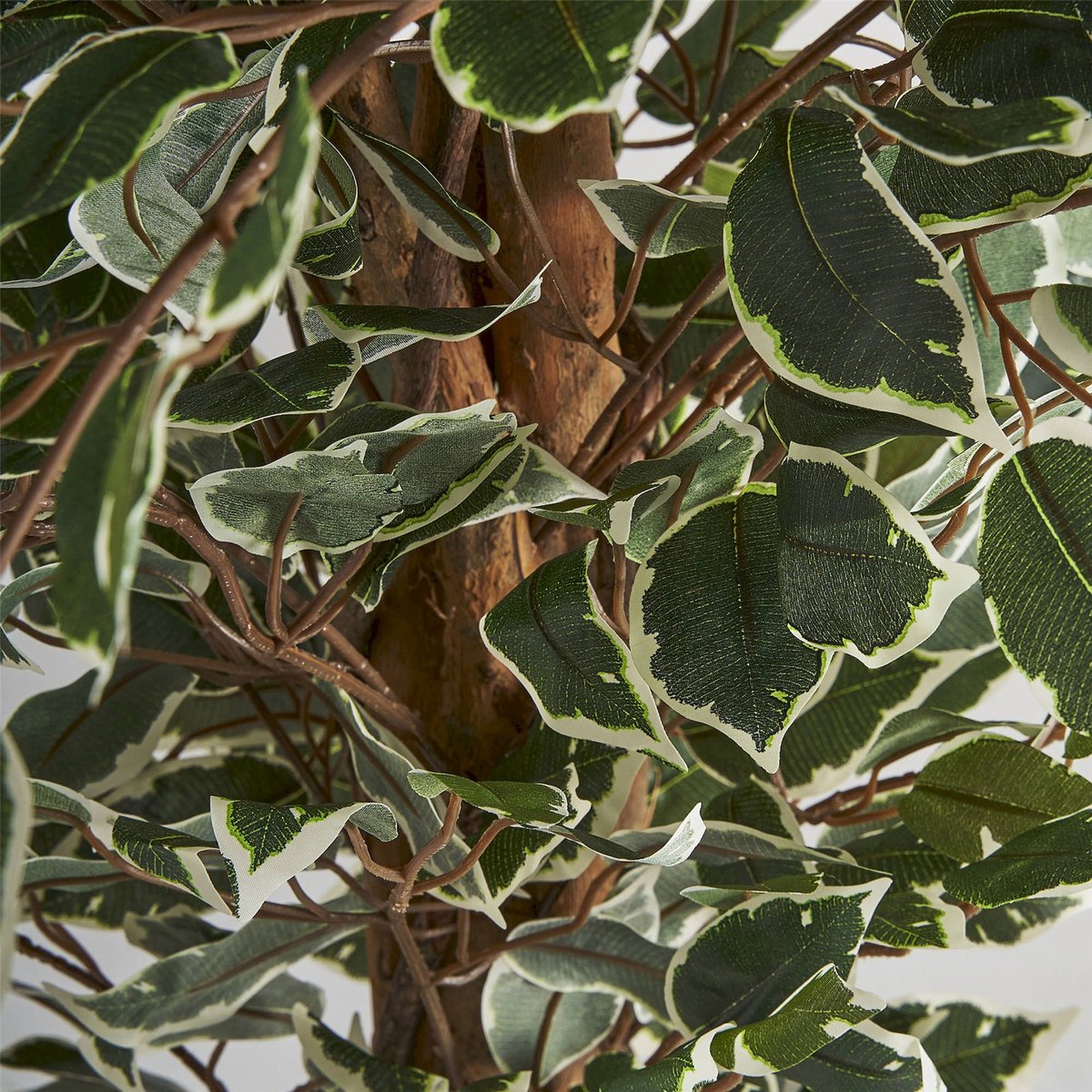 Ficus décoratif à feuillage exotique tropical vert feuillage naturel et tronc marron, RECOLLECTION