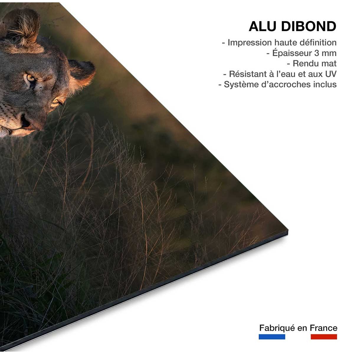 Tableau Lionne au crepuscule tableau alu dibond, HEXOA