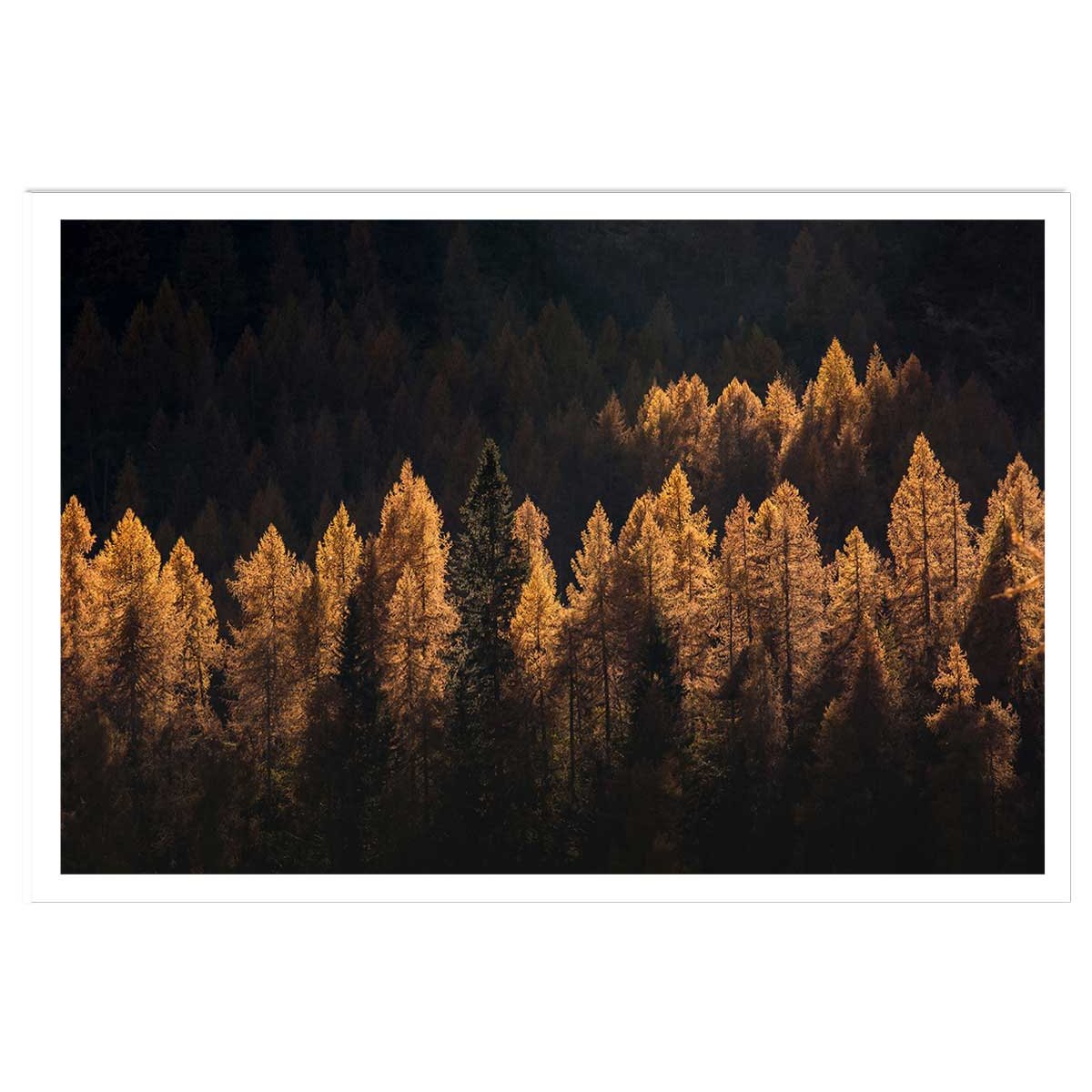 Affiche mélèzes d' automne affiche seule, HEXOA