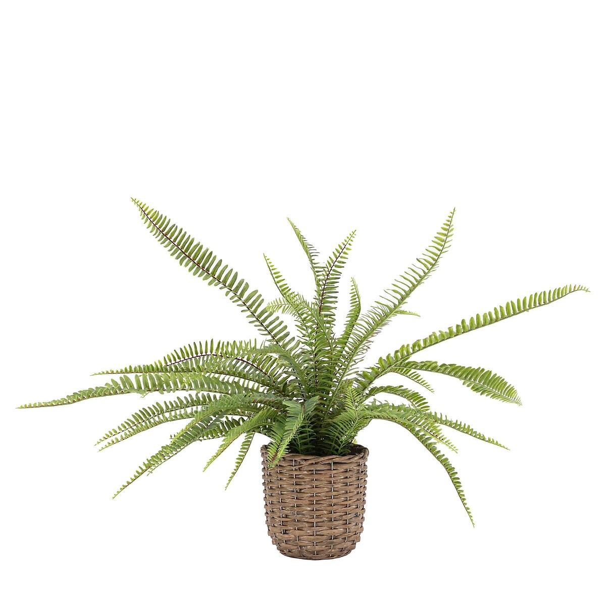81cm Potted Fern Plant green, ÉDITÉ