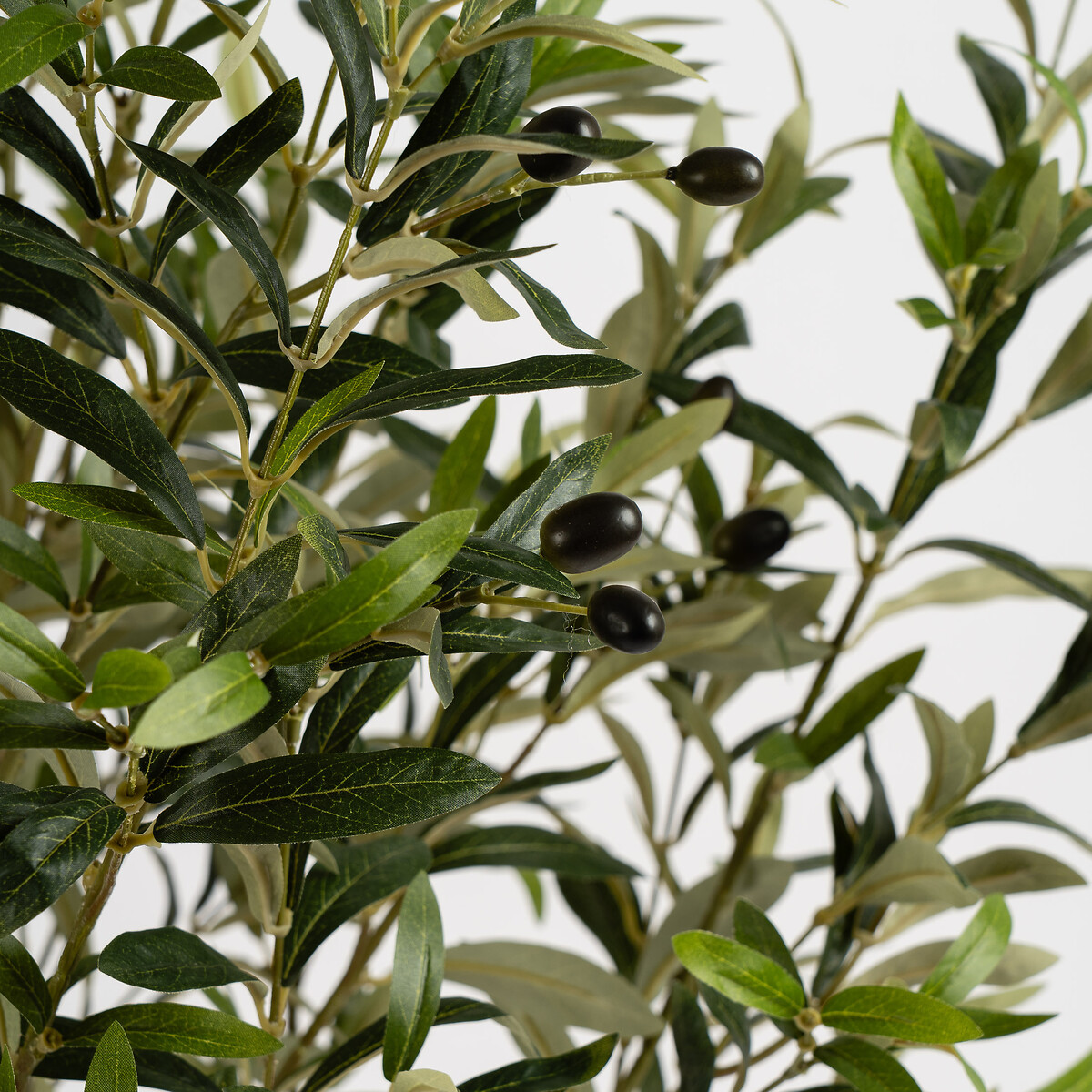 150cm Olive Tree in White Pot green, SO'HOME