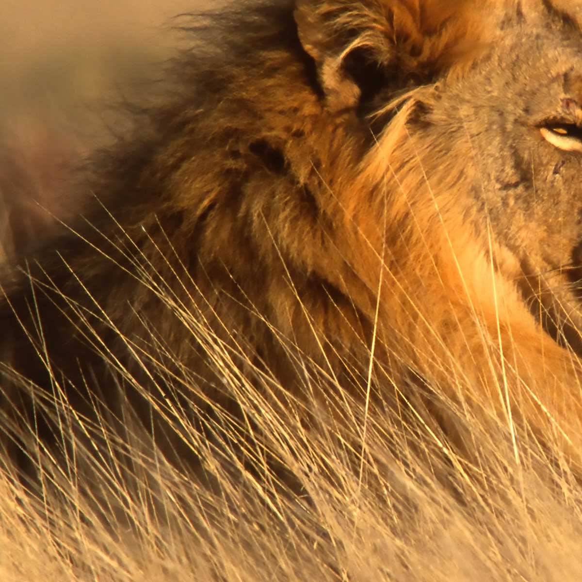 Tableau lion majestueux dans la savane dorée toile imprimée, HEXOA