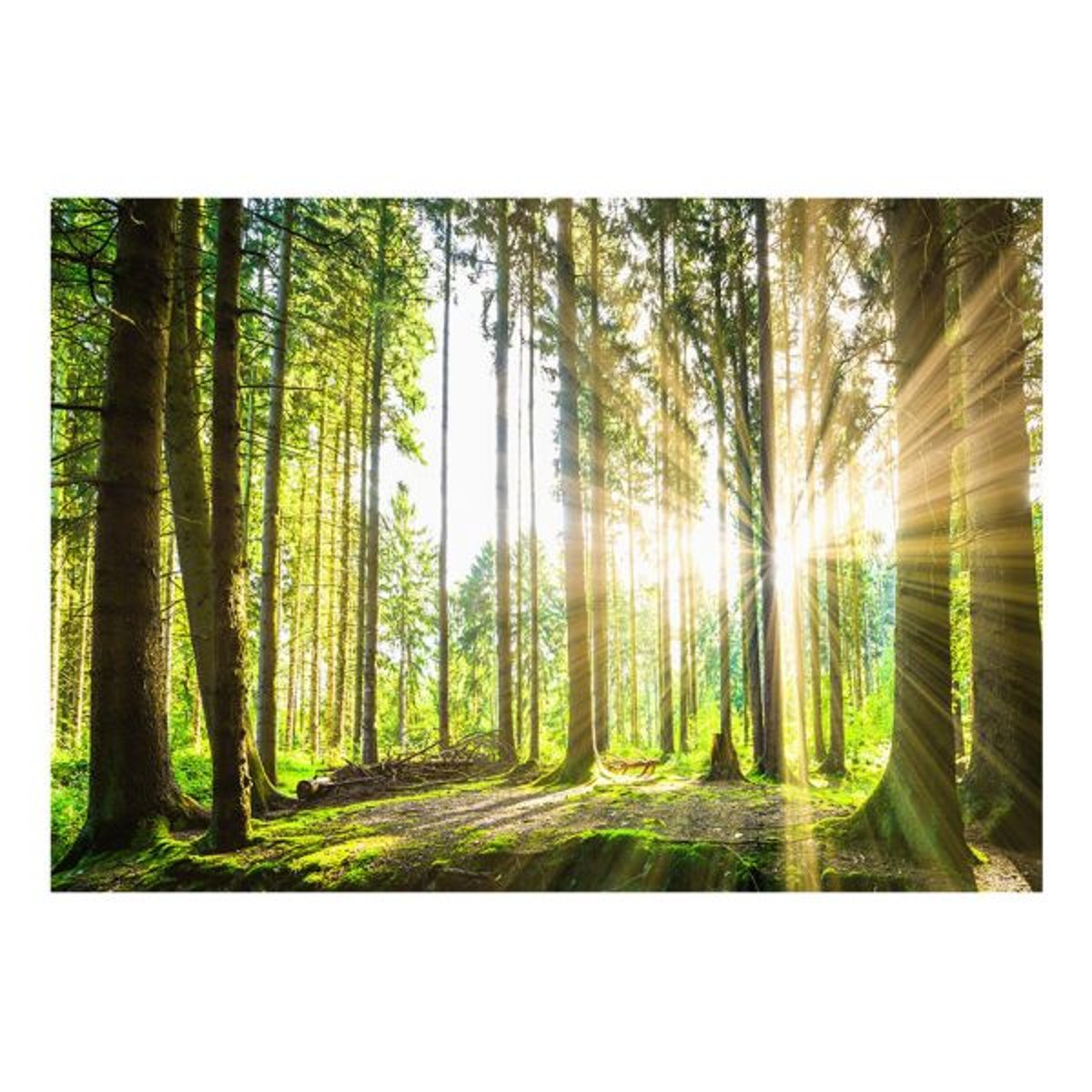 Papier peint intissé panoramique Paysage Forest Tales vert, EDEN