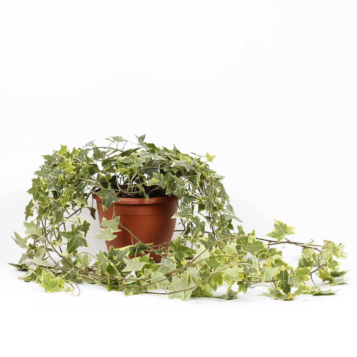 Planta Hera goldchild, BIOMA verde, BIOMA PLANTS