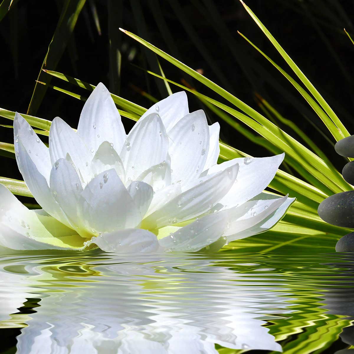 Tableau fleur de lotus et galets tableau alu dibond, HEXOA