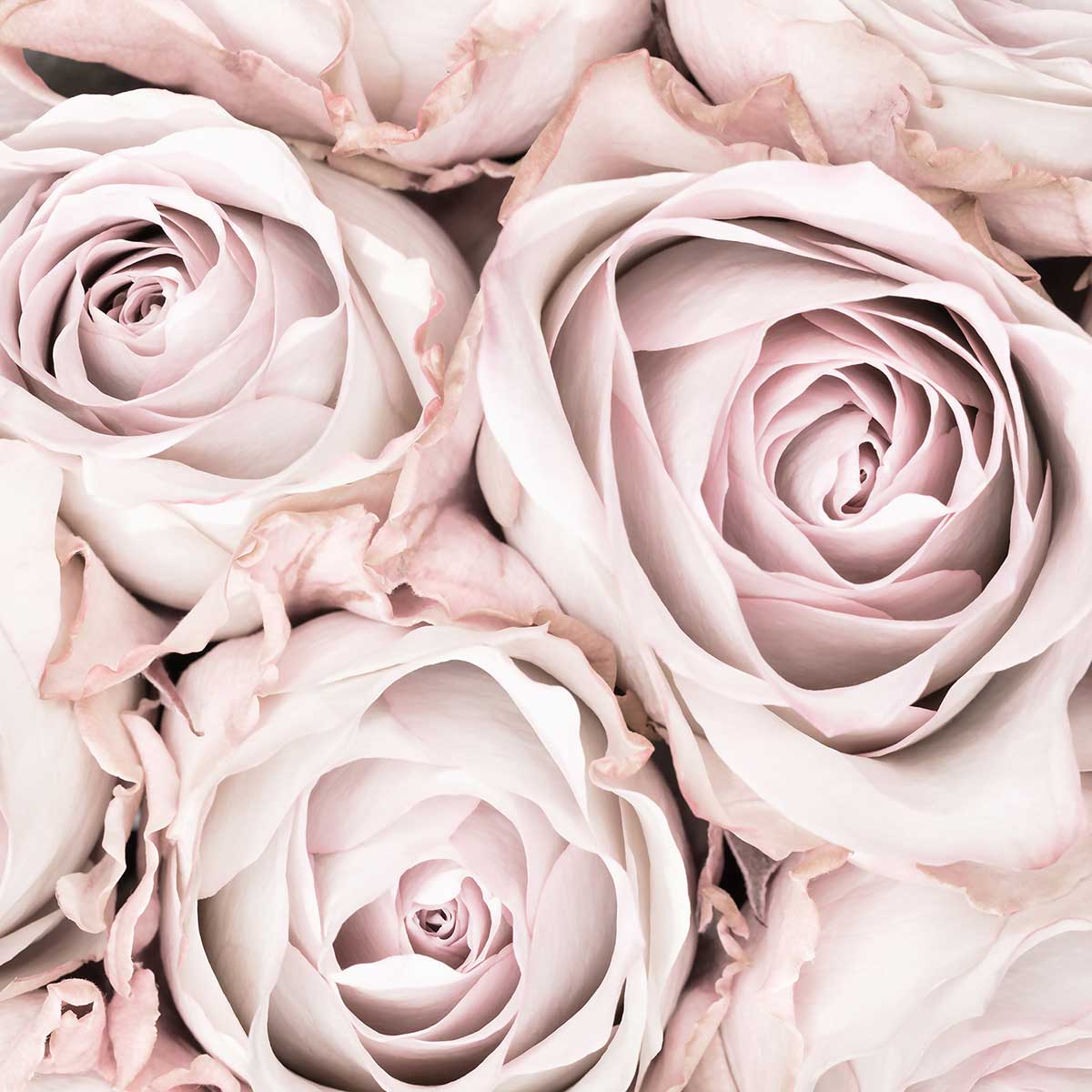 Affiche rosa alba affiche + cadre en bois - noir, HEXOA