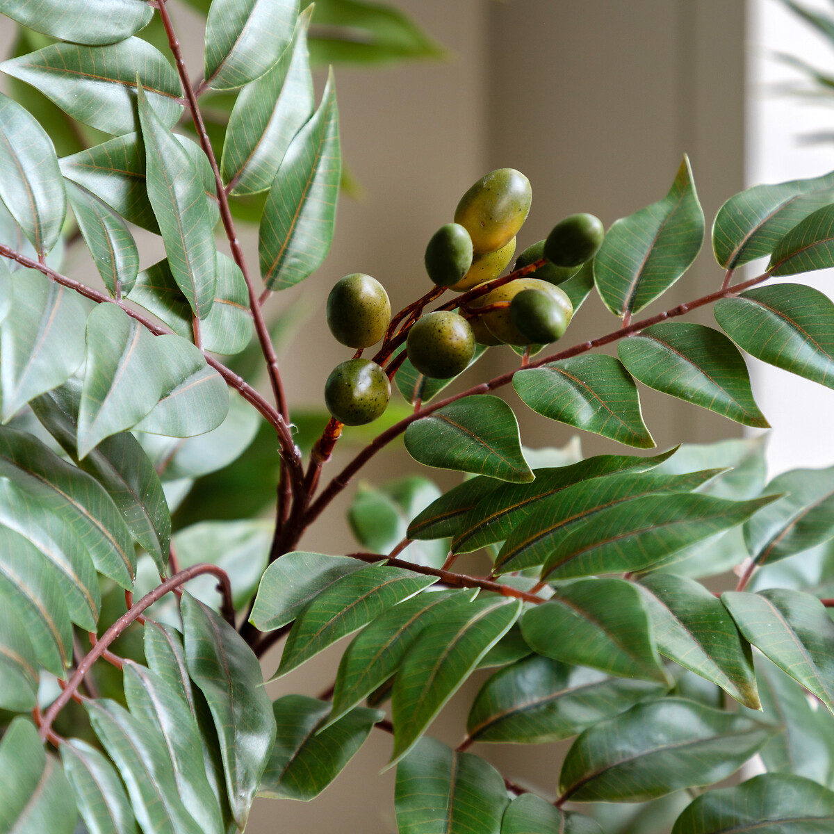 5ft Potted Chinese White Olive Tree green, ÉDITÉ