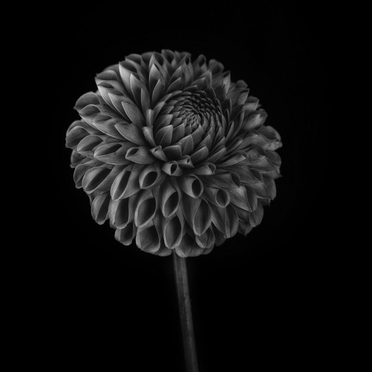 Tableau Sur Toile Fleur Ronde Noir Et Blanc FLEUR tableaux sur toile-noir & blanc, CEANOTHE