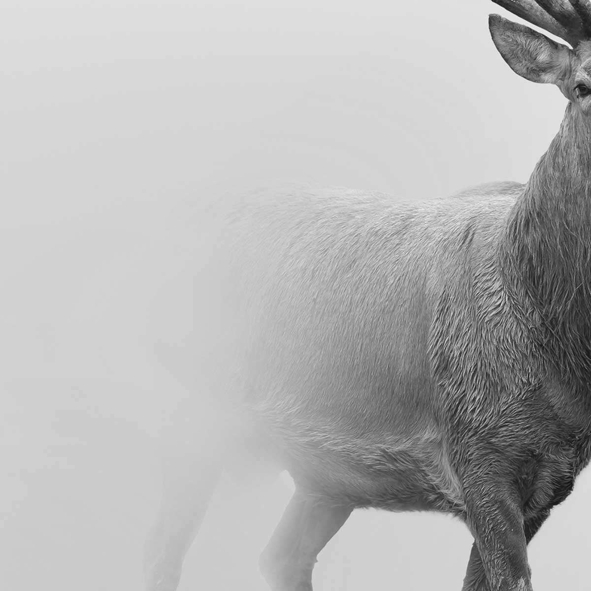 Affiche encadrée cerf en noir et blanc dans la brume affiche + cadre en métal - noir, HEXOA
