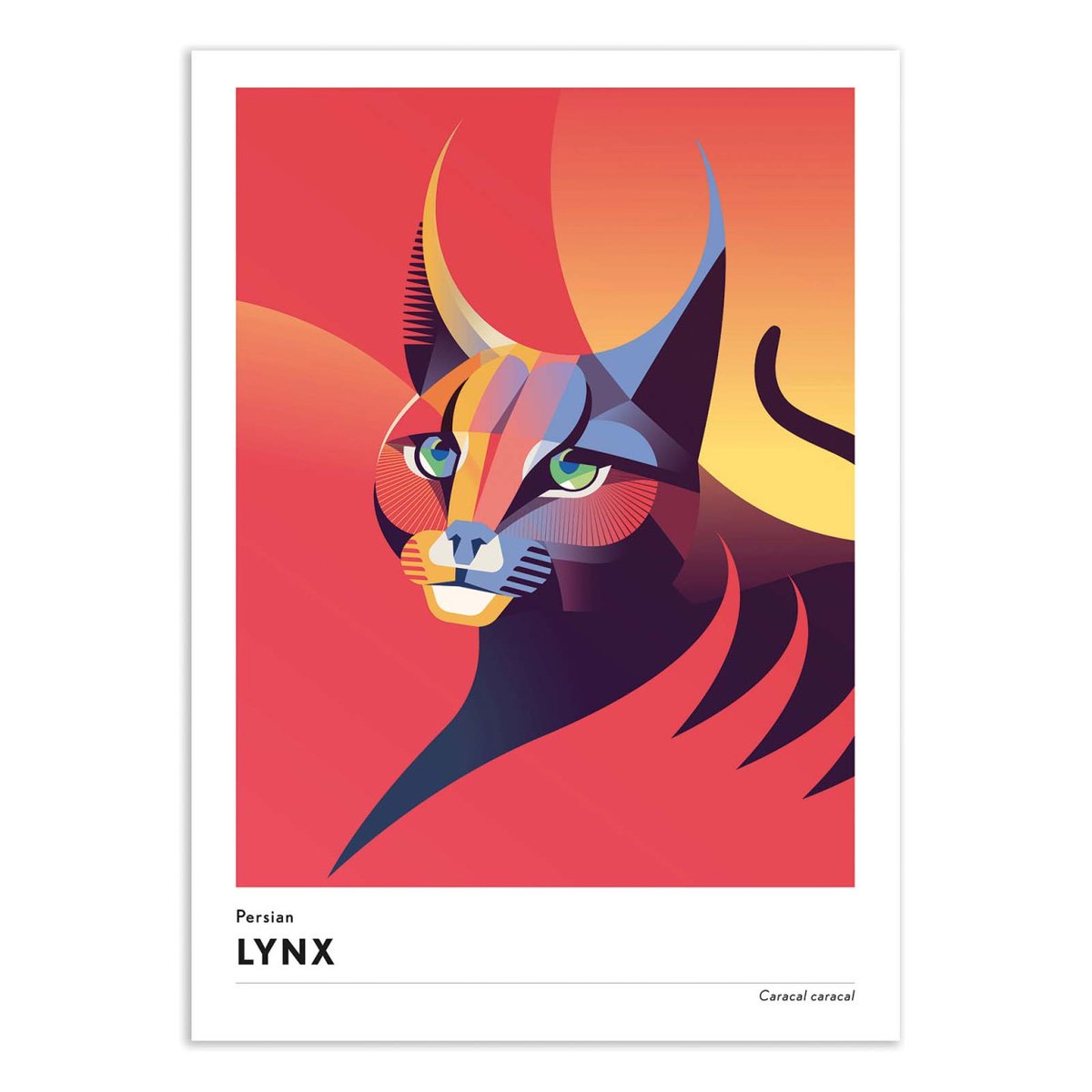 Affiche d'art - Persian Lynx - Mark Harrison couleur unique, WALL EDITIONS
