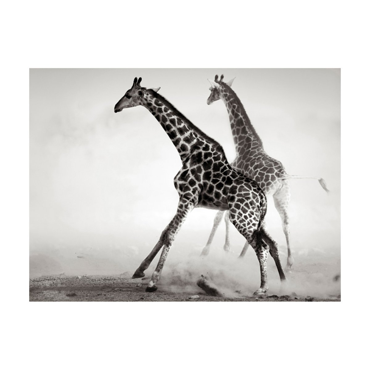 Papier peint intissé panoramique Animaux Girafes noir, EDEN