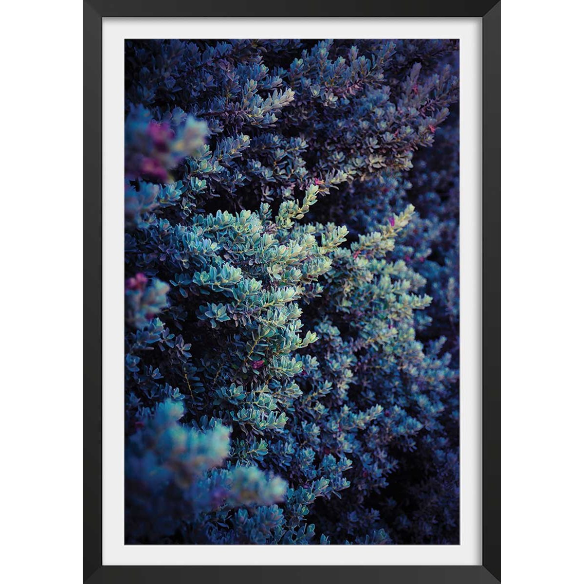 Affiche photo Tableau macro plante grasse collector affiche + cadre en bois - noir, HEXOA