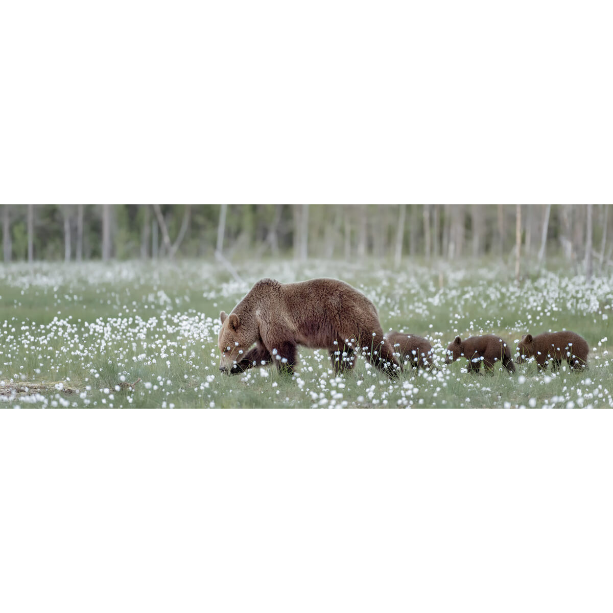 Tableau Mural Balade D'ours ANIMAUX tableaux sur toile-vert, CEANOTHE