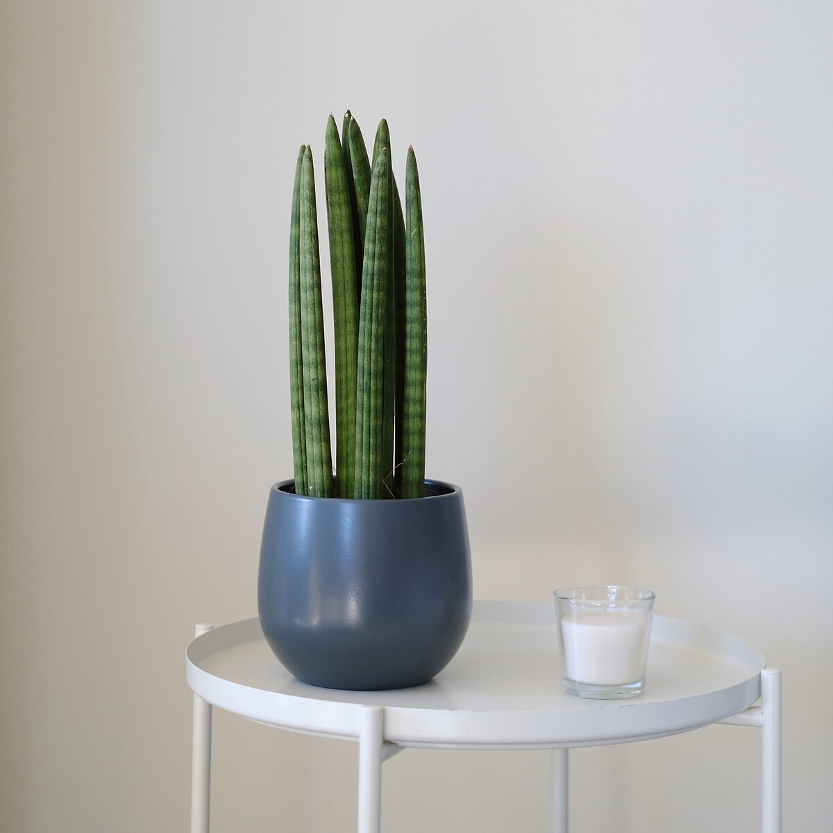 Planta Sansevieria Cylindrica, BIOMA  verde, BIOMA PLANTS