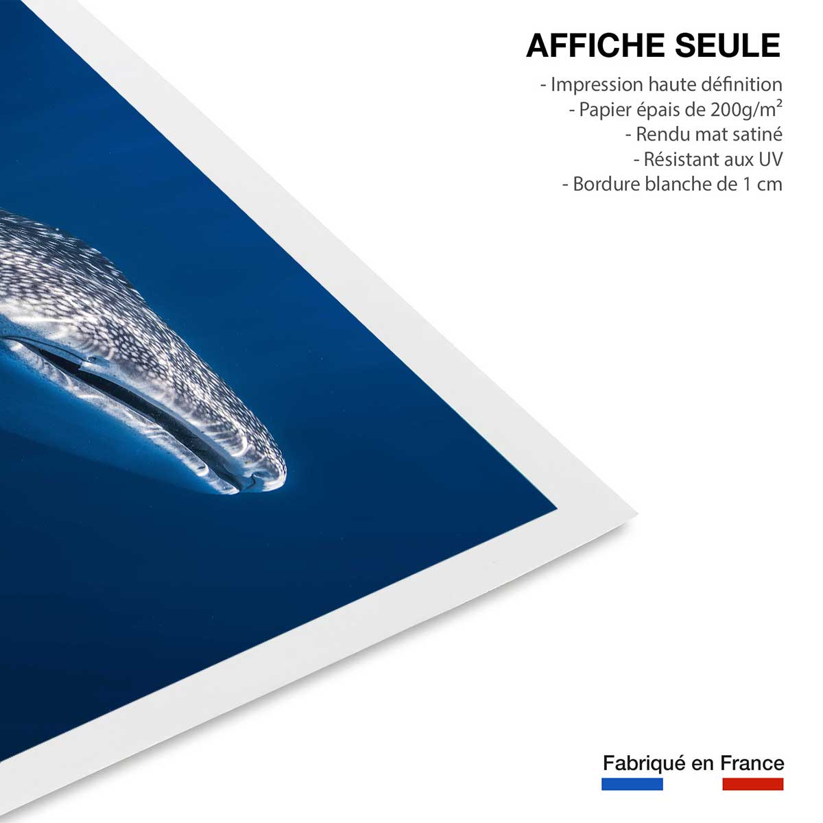 Affiche Requin baleine affiche seule, HEXOA