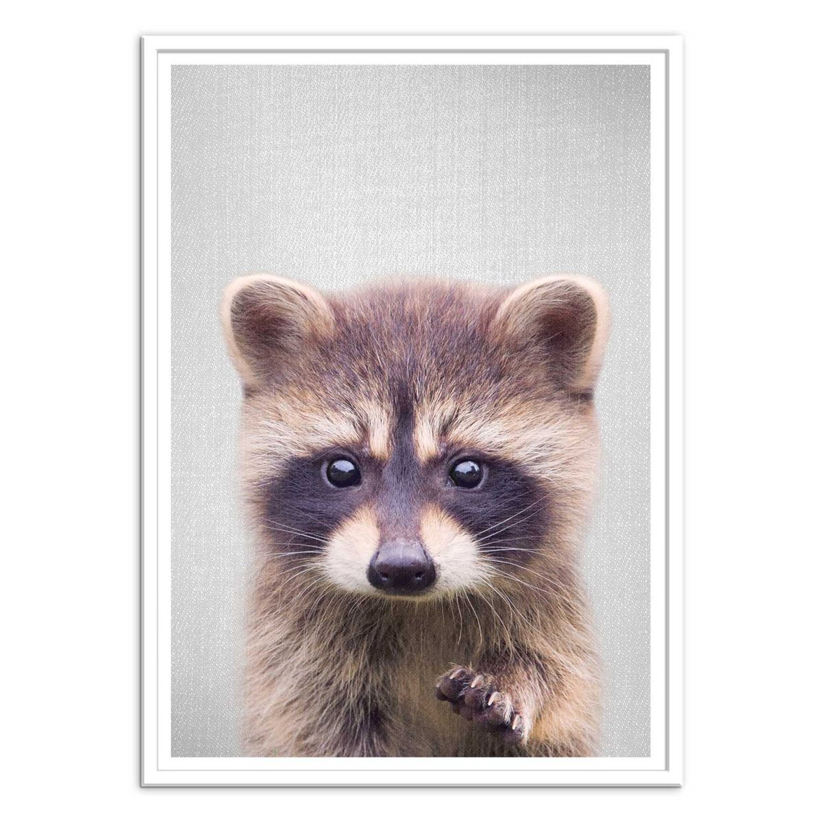 Affiche d'art - Raccoon - Gal Design affiche d'art, WALL EDITIONS