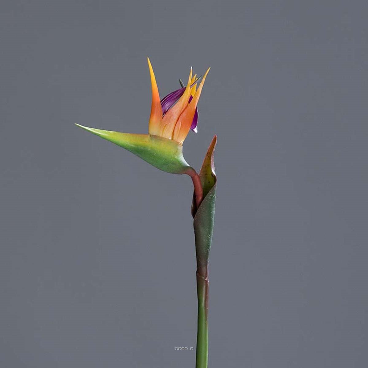 Strelitzia Arabica artificiel H 62 cm oiseau v002239, ARTIFICIELLES