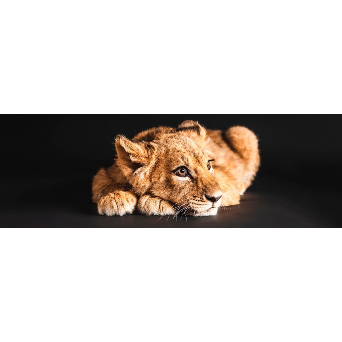 Tableau Mural Lionceau ANIMAUX tableaux sur toile-orange, CEANOTHE