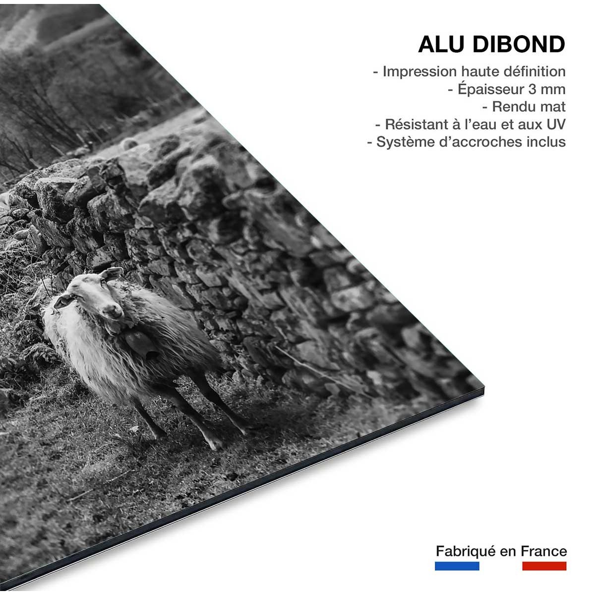 Tableau noir et blanc deco brebis tableau alu dibond, HEXOA