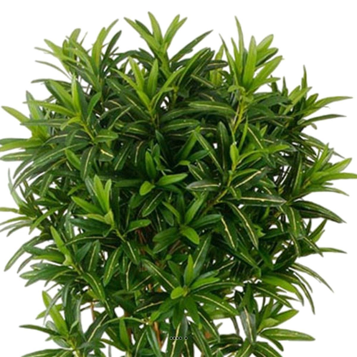 Croton Goldfinger reflexa factice H150 cm 142 vert, ARTIFICIELLES