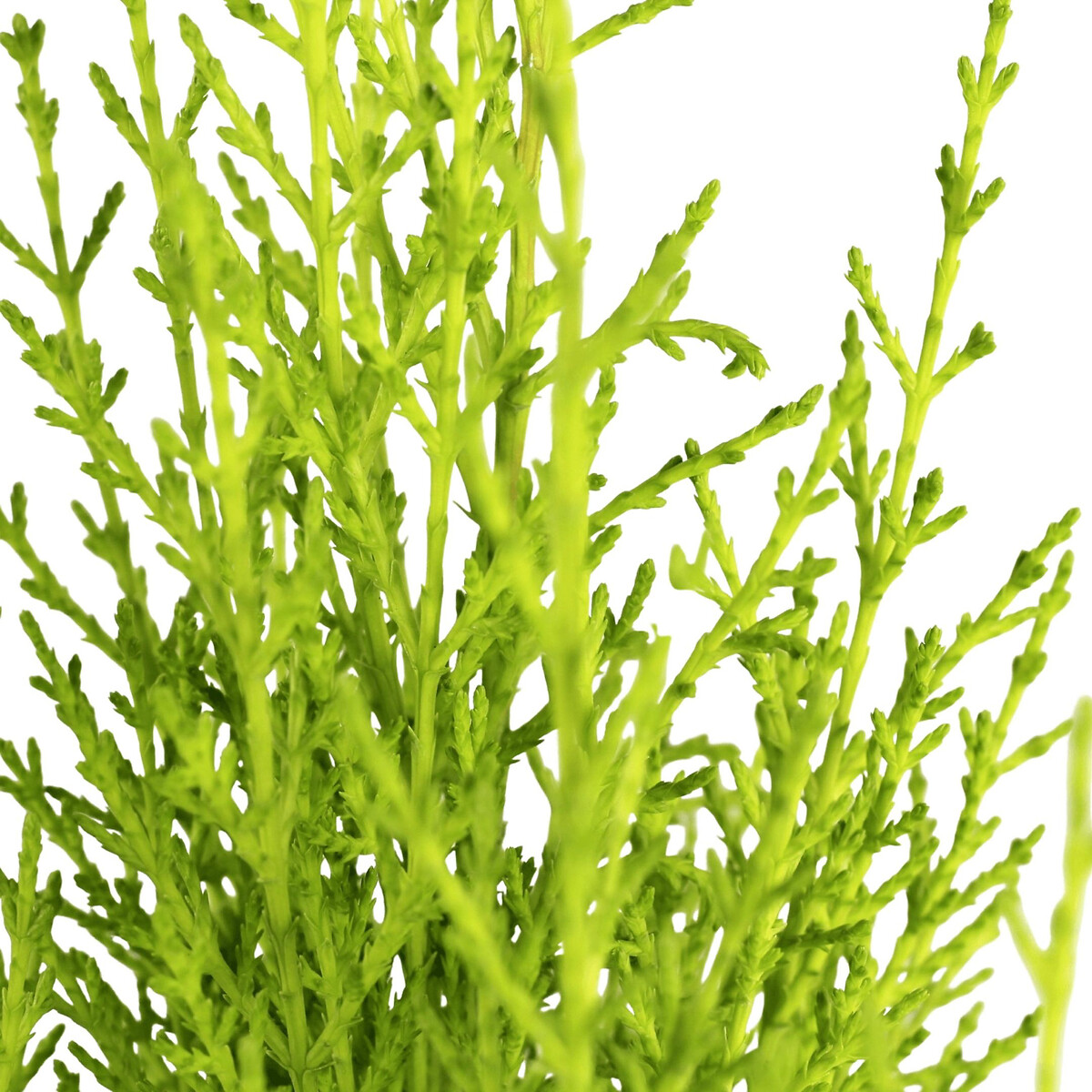 Planta Cupressus Goldcrest, BIOMA verde, BIOMA PLANTS