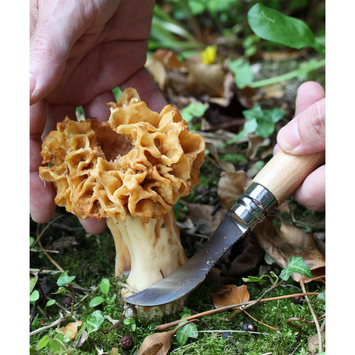 Couteau d'office Cuisine Nomade champignon marron, OPINEL