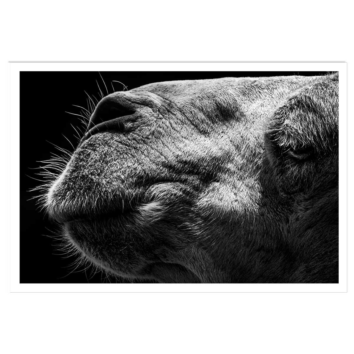 Poster animaux Portrait de chameau affiche seule, HEXOA