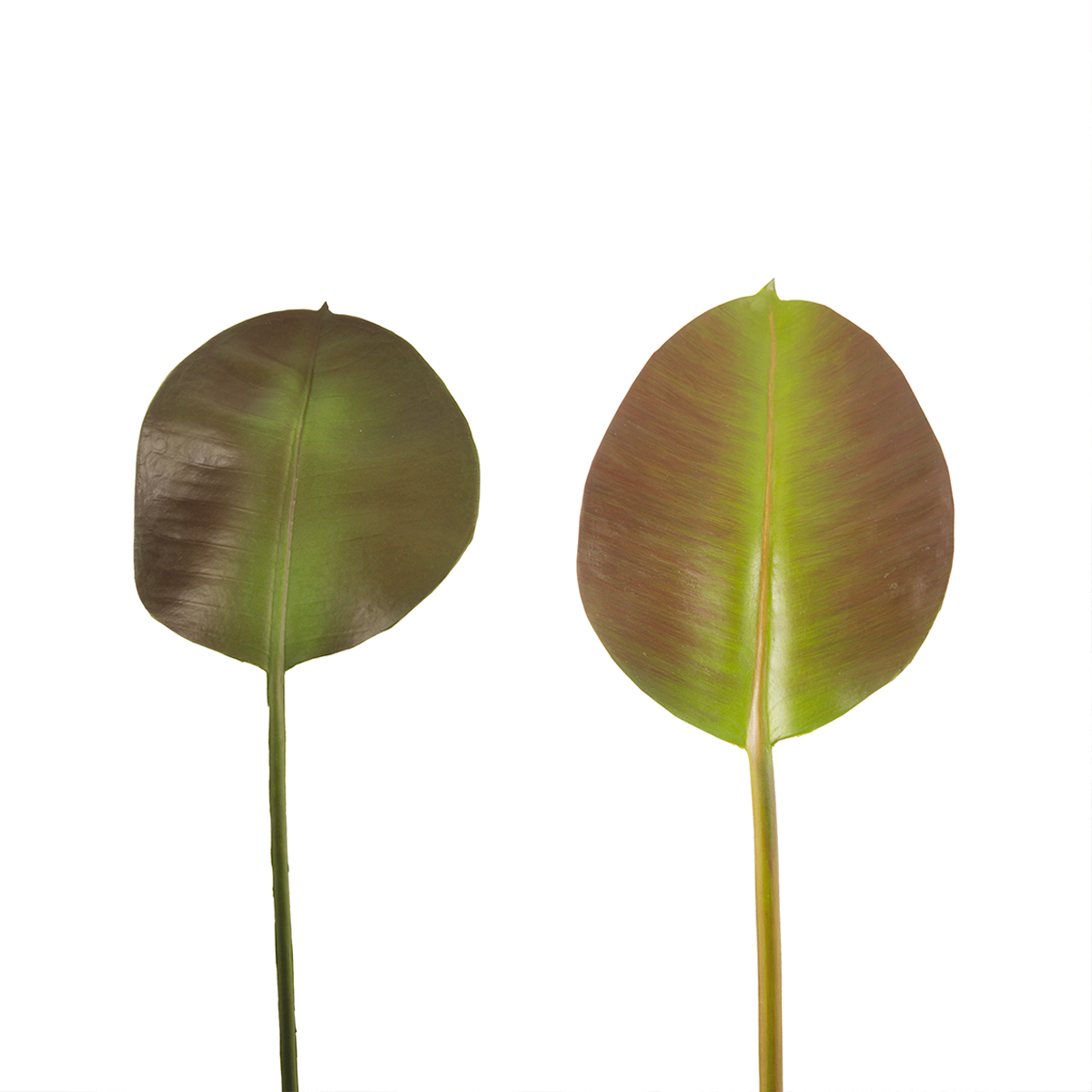 Feuilles de ficus artificielle H36 vert, SIA DECO