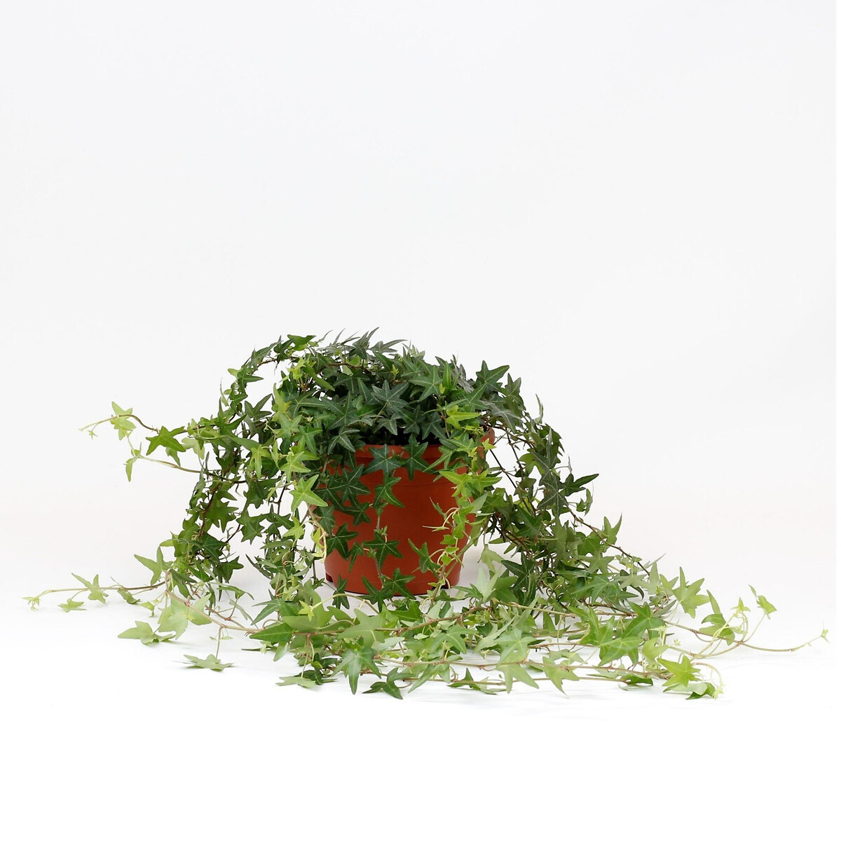 Planta Hera jacobine, BIOMA verde, BIOMA PLANTS