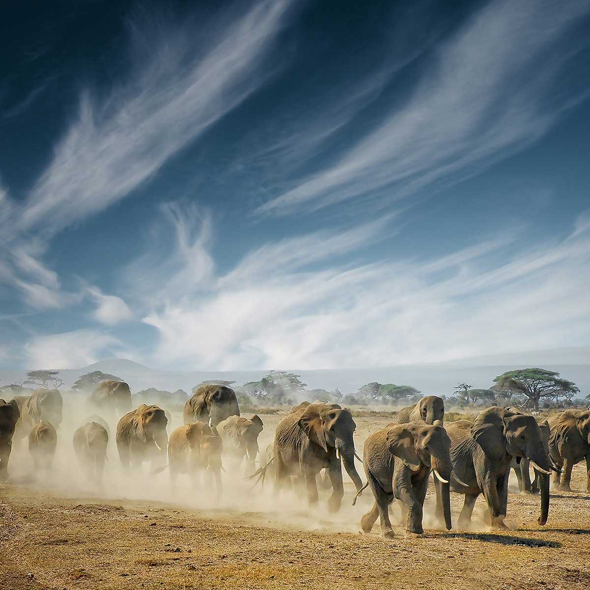 Tableau animaux elephant family tableau alu dibond, HEXOA