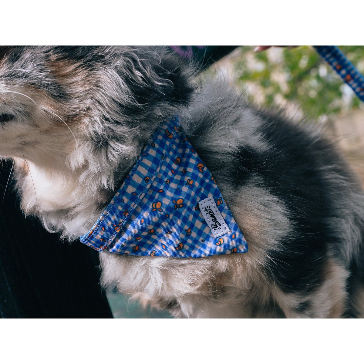 Bandana Chien et Chat VICHY LEMONADE chien / vichy bleu, FRENCH BANDIT