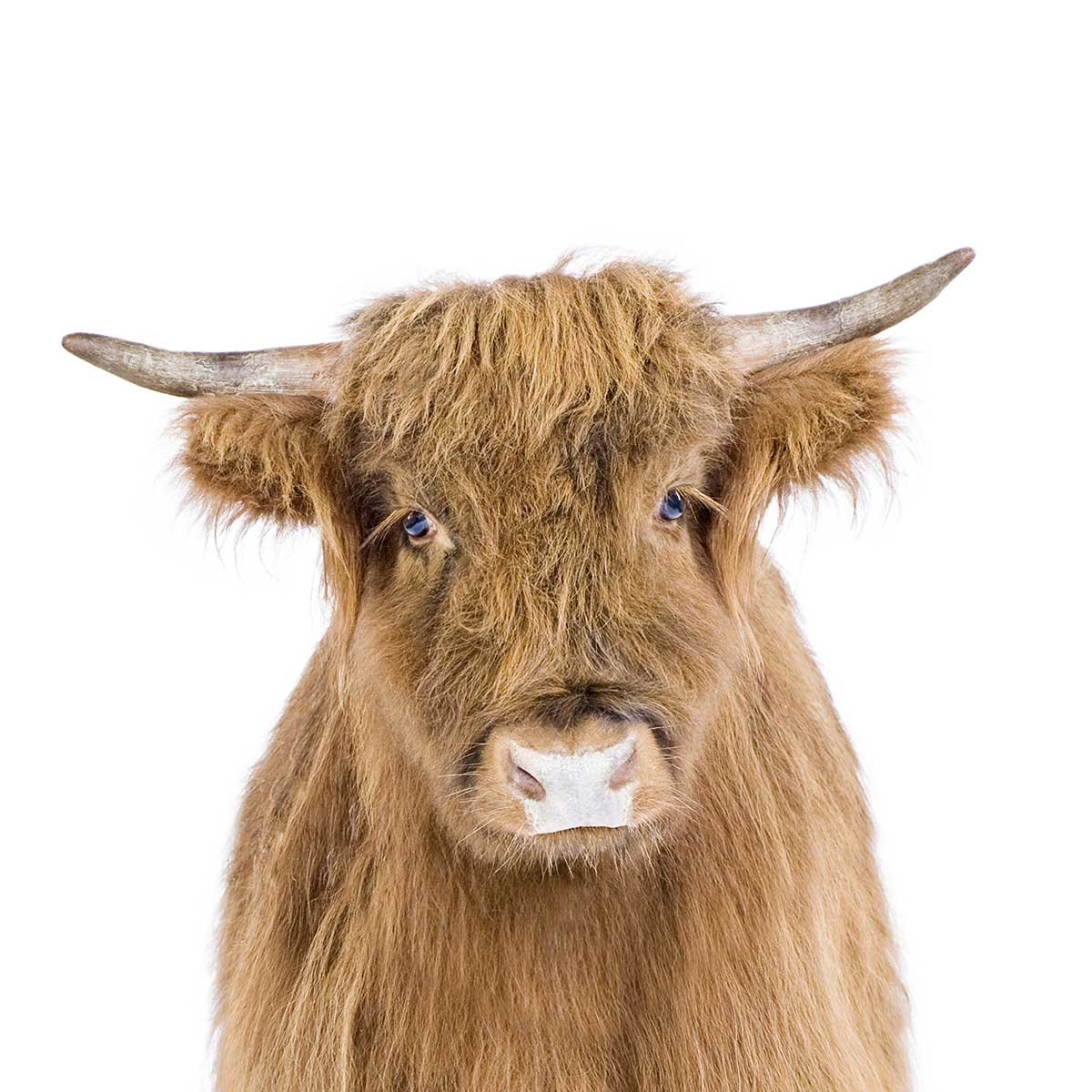 Affiche enfant bébé vache affiche seule, HEXOA