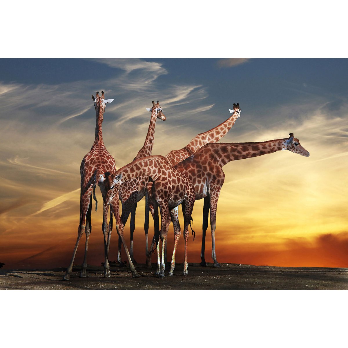 Tableau animaux girafe meeting tableau alu dibond, HEXOA
