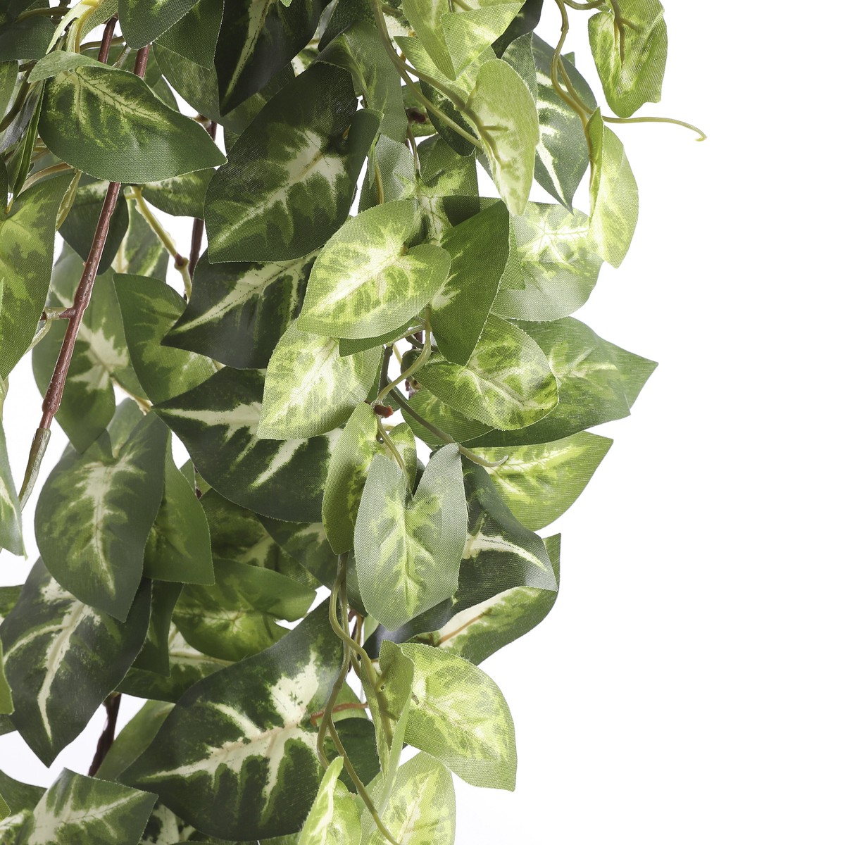 Plante artificielle FITTONIA vert, MICA DECORATIONS