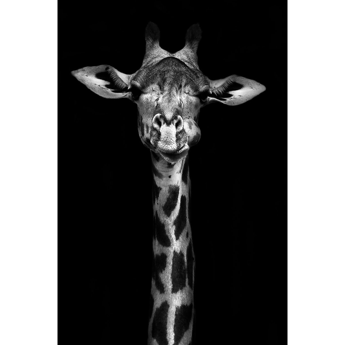 Tableau girafe haute en portrait tableau alu dibond, HEXOA