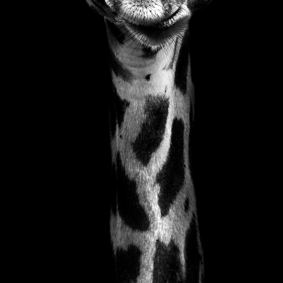 Affiche encadrée girafe en noir et blanc sur fond noir affiche + cadre en métal - noir, HEXOA