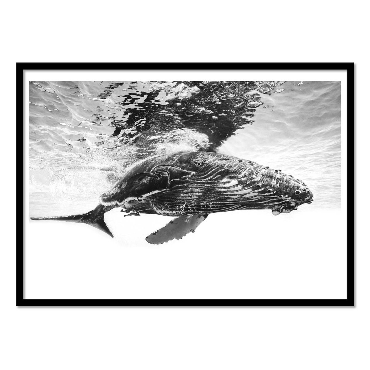 Affiche d'art - Humpback whale calf - Gabriel Barathieu gris, WALL EDITIONS
