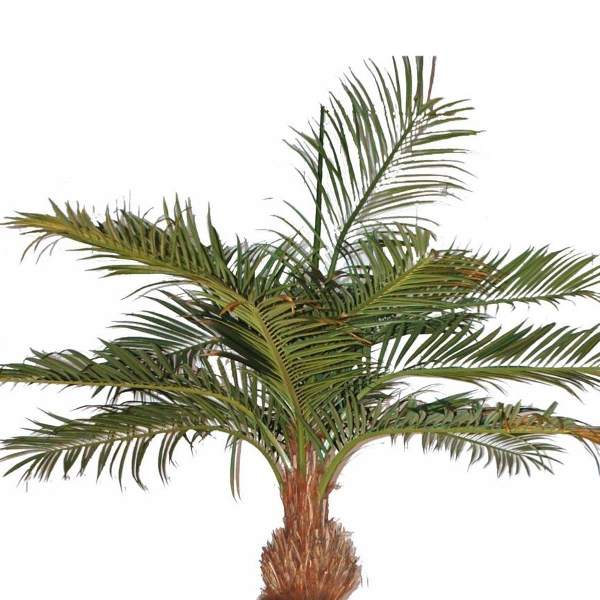 Palmier Coco artificiel H 700 cm D 320 cm vert, ARTIFICIELLES